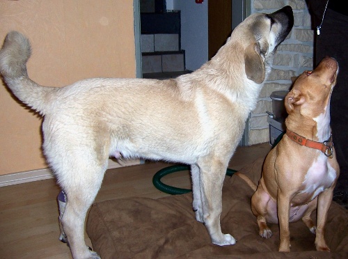 hunde1.jpg
