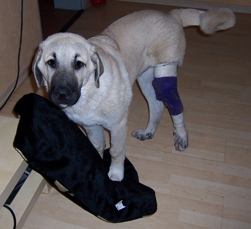 hunde2.jpg