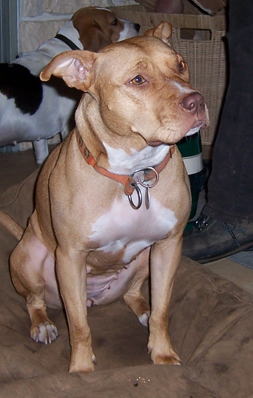 hunde3.jpg