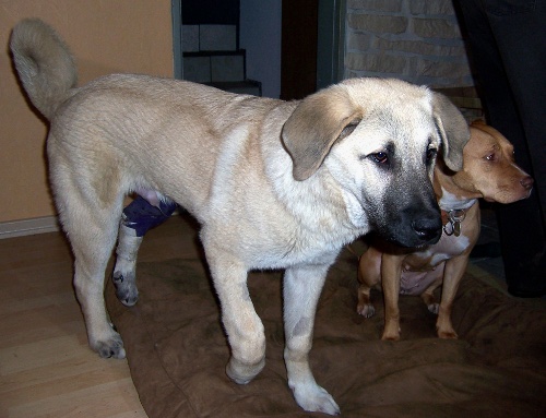 hunde4.jpg